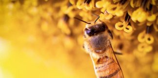 méhek világnapja