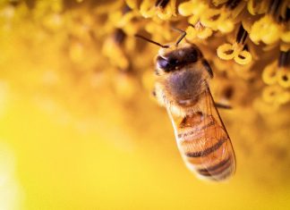 méhek világnapja